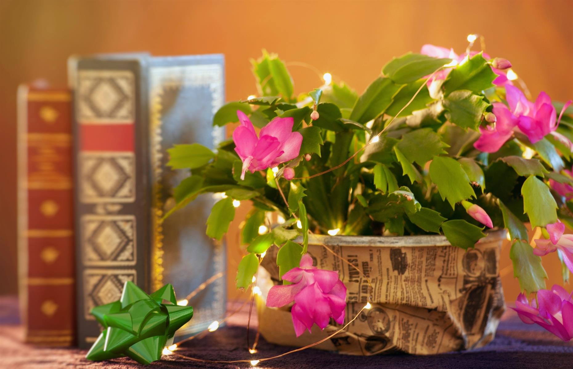 Safe swap: Christmas cactus (Schlumbergera)